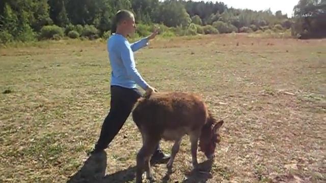 Тайцзицюань с ослом. смотреть онлайн