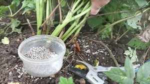 Чтобы у пионов были крупные яркие цветы подкормите осенью в октябре этим удобрением.