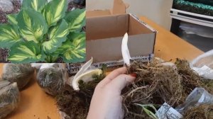 ХОСТЫ 2021. НОВИНКИ КОЛЛЕКЦИИ. ЧАСТЬ 3.