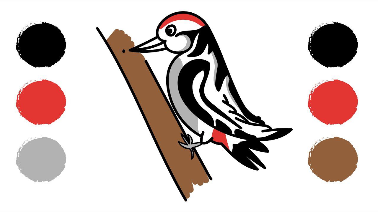 Как нарисовать ДЯТЛА / Раскраска ДЯТЕЛ / How to draw a WOODPECKER / WOODPECKER coloring смотреть онлайн