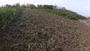 Мульчирование фацелии мотоблоком Мотор Сич МБ 6ДЕ, часть 2