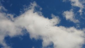 Ижевские чистопольские голуби