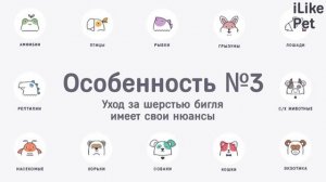 5 особенностей ухода за биглями