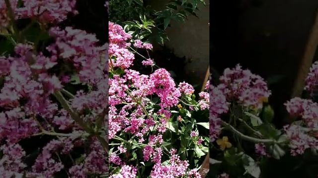 Кентрантус (растения в моем саду)