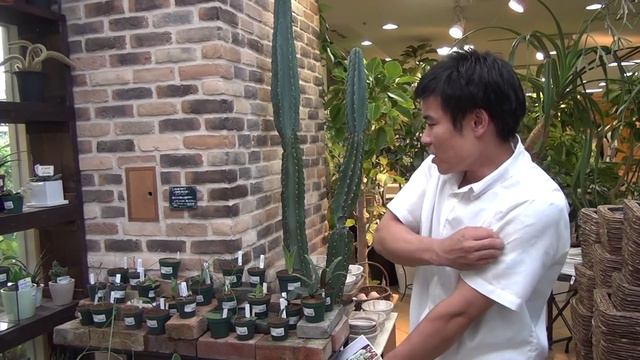 ケープバルゴ（球根植物）の育てかた・日常管理 смотреть онлайн