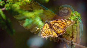 Красивая музыка и цветы! Это лучшая музыка для души!!! Послушайте…Sergey Grischuk