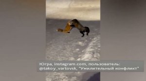 В югорском интернете заяц напал на охотников