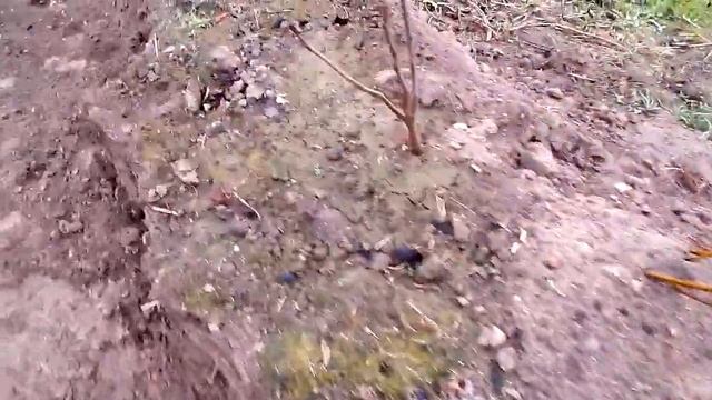 Грядки из оцинковки Синьор Помидор #2. Лучший способ установки. #Грядки БЕЗ СОРНЯКОВ