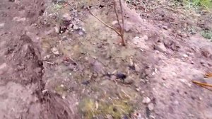 Грядки из оцинковки Синьор Помидор #2. Лучший способ установки. #Грядки БЕЗ СОРНЯКОВ