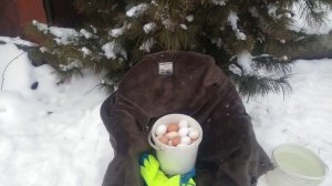 Куры несушки не несутся? - причины.....