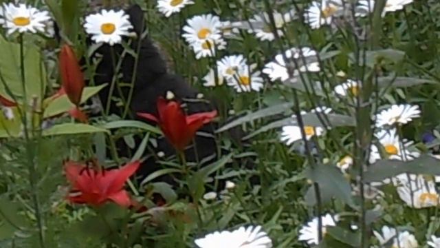 Самый красивый цветок:) Котофей Дружелюбный. смотреть онлайн