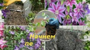 ПЕРЕСАДКА КЛЕМАТИСОВ ОСЕНЬЮ За что я люблю осеннее деление кустов