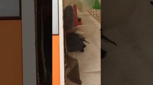 Голубь застрял в вентиляции . Спасение