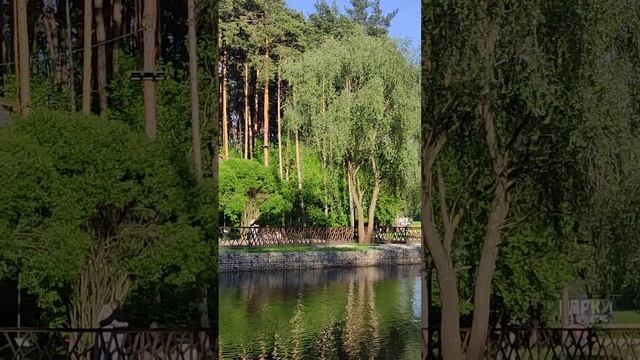 Деревья и небо отражаются в воде