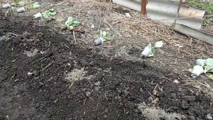 Посадка огорода, когда близко грунтовые воды. Planting a vegetable garden when ground water is clos