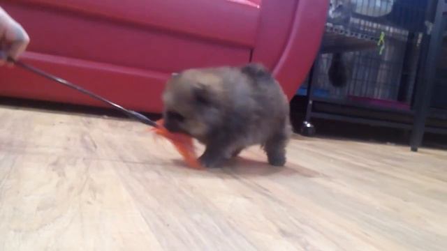 Бублик ПРОДАЕТСЯ 89042704147 Алена смотреть онлайн