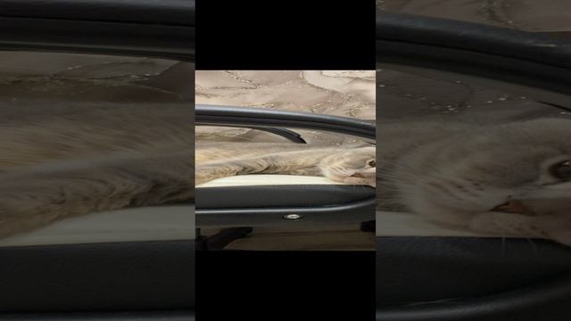 Пуша отдыхает