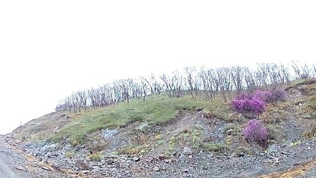Летняя рыбалка на Амуре. Вот это сазаны!!!