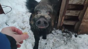 Пообщался с кабанами.