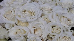 Белые розы. Что они приносят. Что это за символ.
