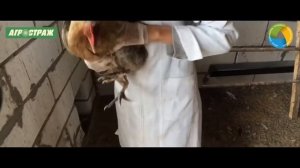 Применение подстилки АгроСтраж Ферма в частных птичниках