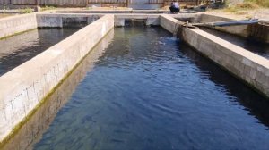 продаются 100+граммовые форели  цена 65сом 0559777111