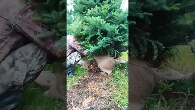 Пересадка деревьев крупномеров - пихта корейская. смотреть онлайн