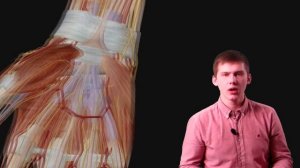 ПЛЕЧЕВОЕ СПЛЕТЕНИЕ