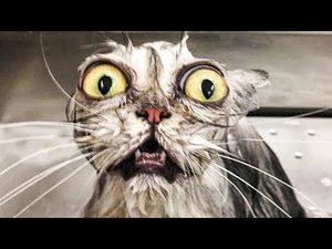 Самые смешные котики #2