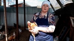 Куриный клещ на лапах. ИЗВЕСТКОВАЯ ЛАПА, как избавиться, методы лечения.