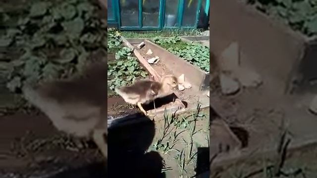 Новая технология прополка грядок смотреть онлайн