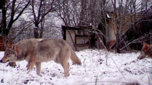Почему в чернобыльской зоне живут и процветают животные несмотря на радиацию