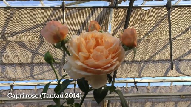 Lady Capri rose and more! 5 rose varieties 2022 summer смотреть онлайн