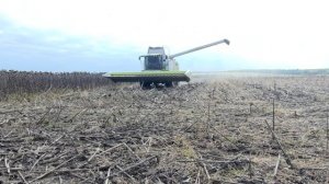 CLAAS SUNSPEED 12-70 убираем семечку