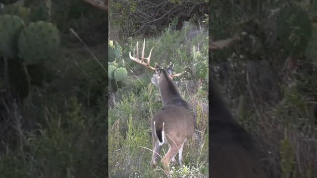 Crazy UNIQUE Whitetail Buck, What Would You Call This Deer? #shorts #hunting #wildlife #nature