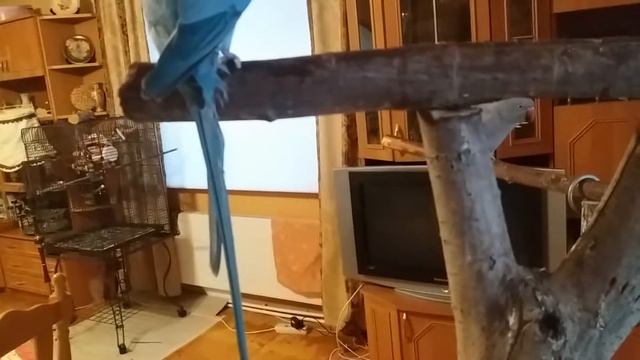 У нас новый питомец. Ожереловый попугай. смотреть онлайн