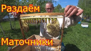 Хвосты после продажи пакетов Раздаём маточники