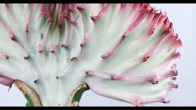 Euphorbia Lactea 