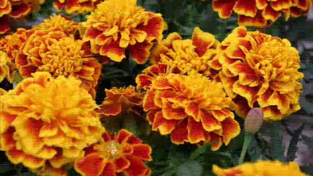 Oeillet d'inde - Rose d'Inde : Tagetes erecta смотреть онлайн