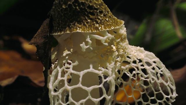 Планета Земля. 8 серия. Документальный фильм. смотреть онлайн