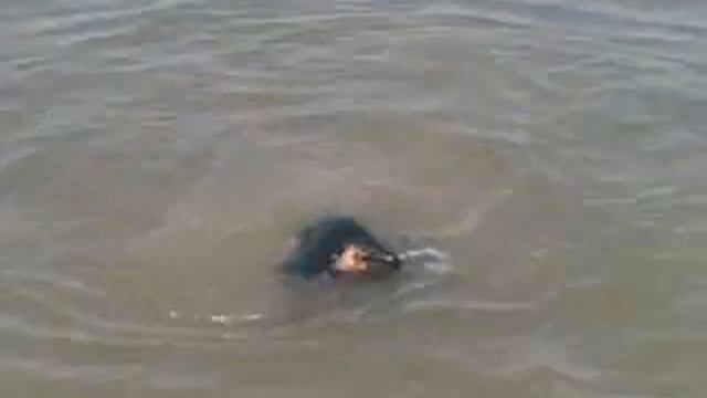 ягдтерьер ныряет смотреть онлайн