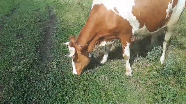 Утро на Хуторе/ После ночного ливня/ Наше стадо коров/ смотреть онлайн