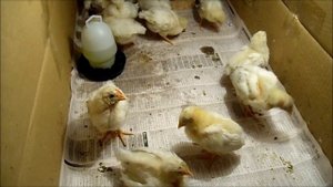 Цыплята инкубированные с яиц неправильного хранения им 18 суток.Сколько осталось и как развиваются.