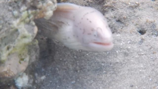 красное море обитатели, мурена перечная,  Gymnothorax griseus