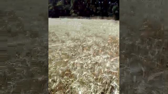 Обзор LG 59580 лг подсолнух смотреть онлайн