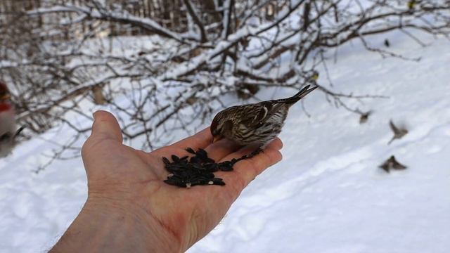 Чечётки-забияки смотреть онлайн