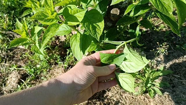 Метельчатая гортензия. Морозобоины на ветках, нужно ли было делать обрезку? смотреть онлайн