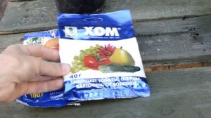 Ржавчина на фуксии