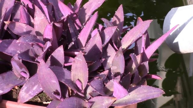 Традесканция сеткреазия.  Роскошная традесканция!