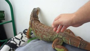 Самка игуаны. Первая встреча с самцом.